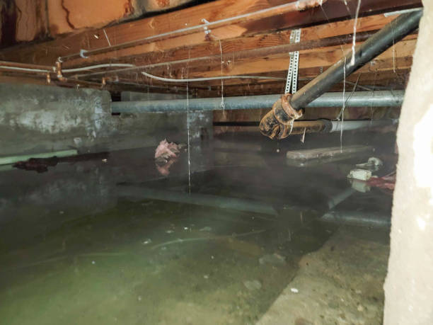 Best Flood damage cleanup  in Fort Mitchell, KY